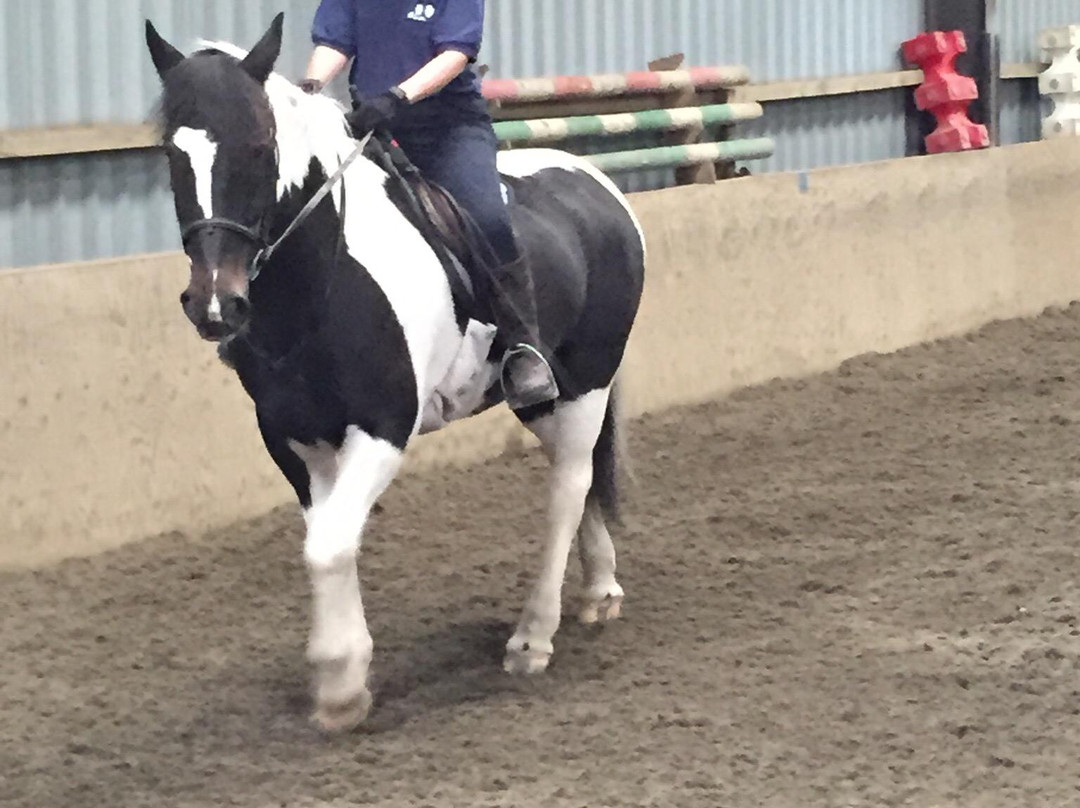 Aberconwy Equestrian Centre景点图片