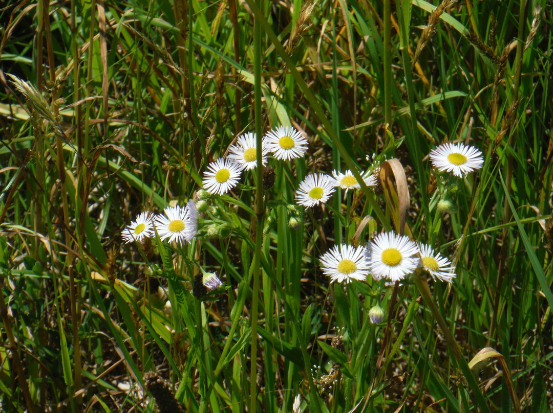 Shizukari Wetlands-长万部町必去景点