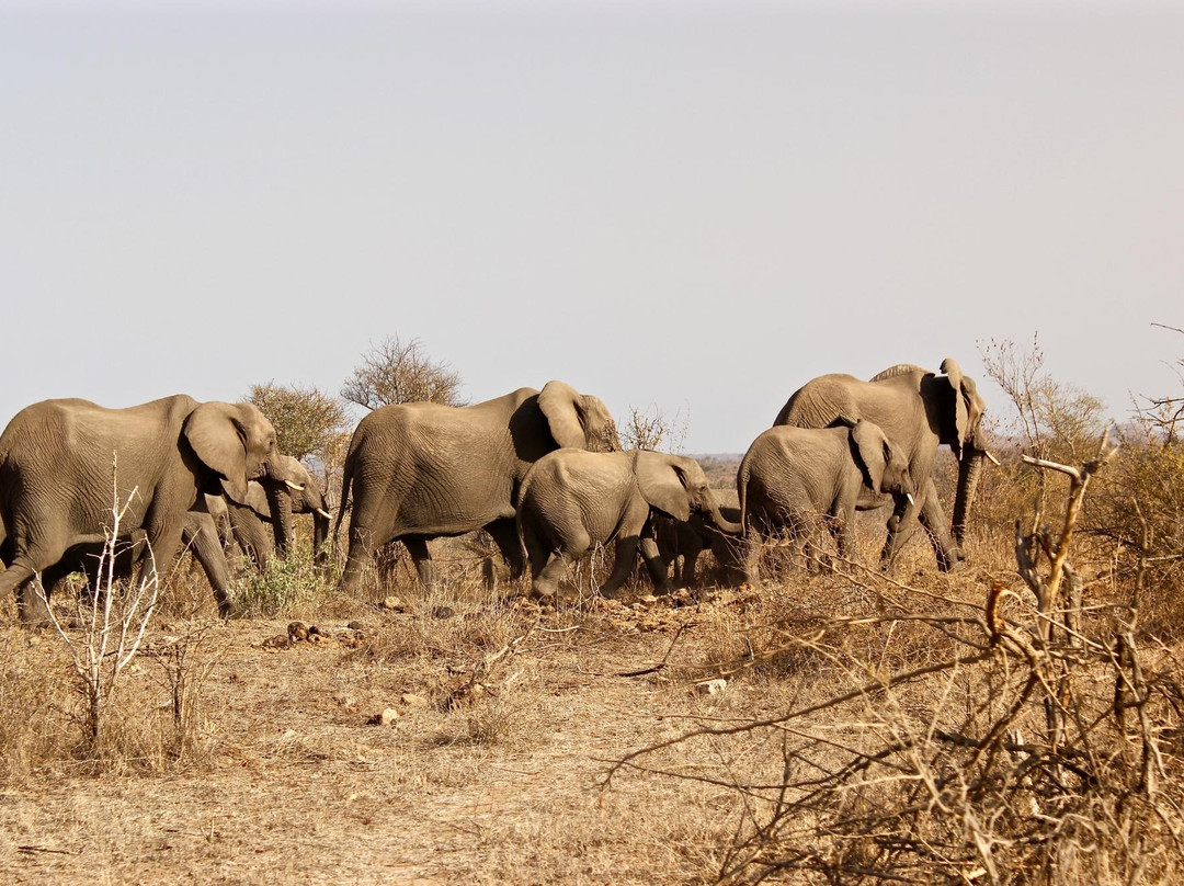 Kruger Flexi Tours - Day Tours-尼斯普鲁特必去景点