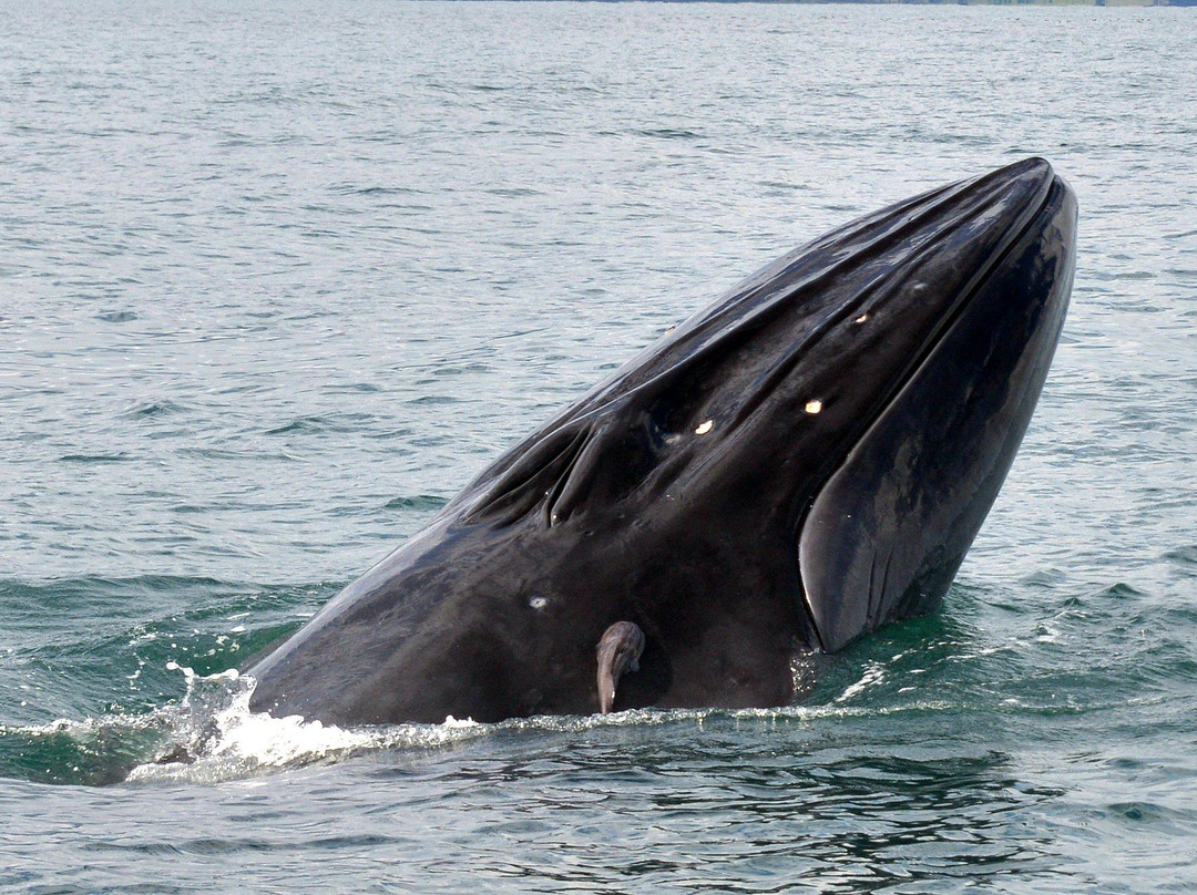 Snap Fishing Ventures-奥拉迪亚必去景点