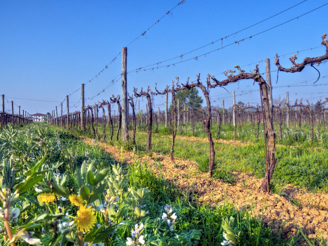 Cantina MARIOTTINI Vino & Olio景点图片