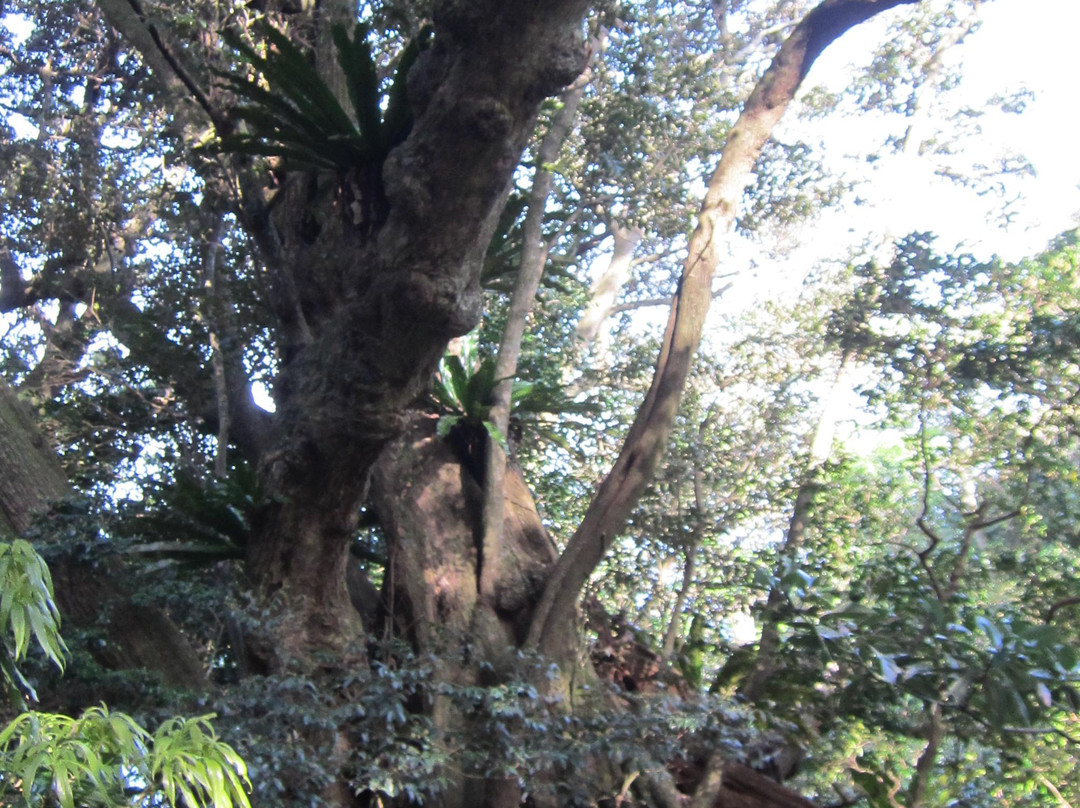 Nango no Ooji-御藏岛村必去景点