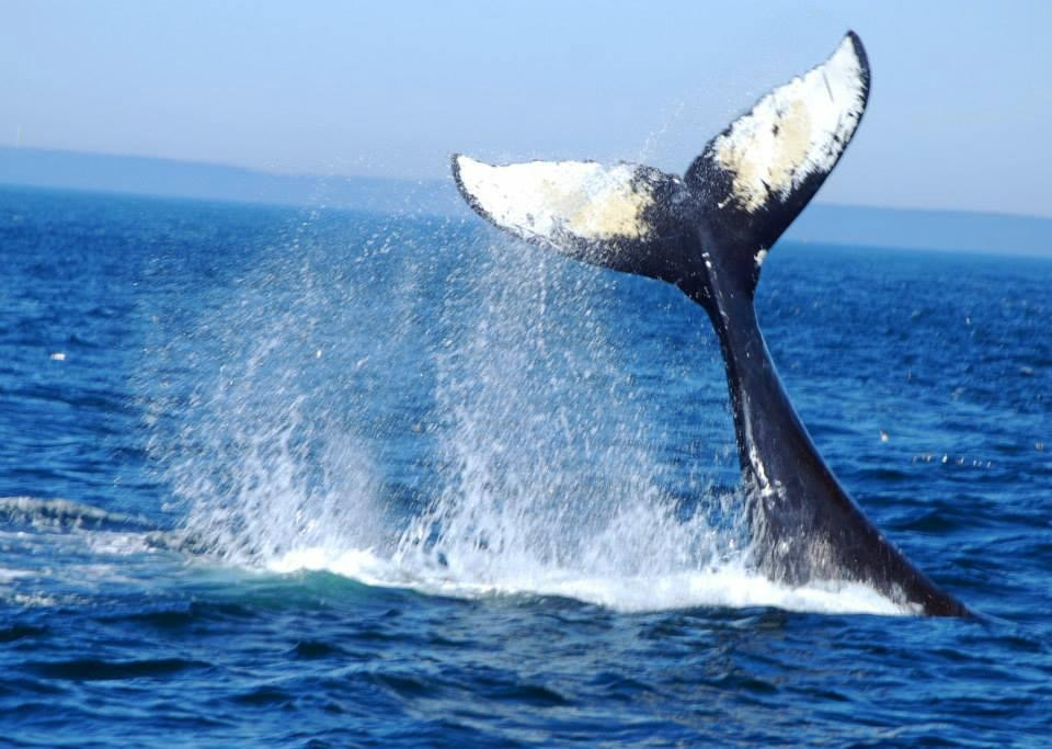 Welcome Aboard Whale Watching Tours-Westport必去景点