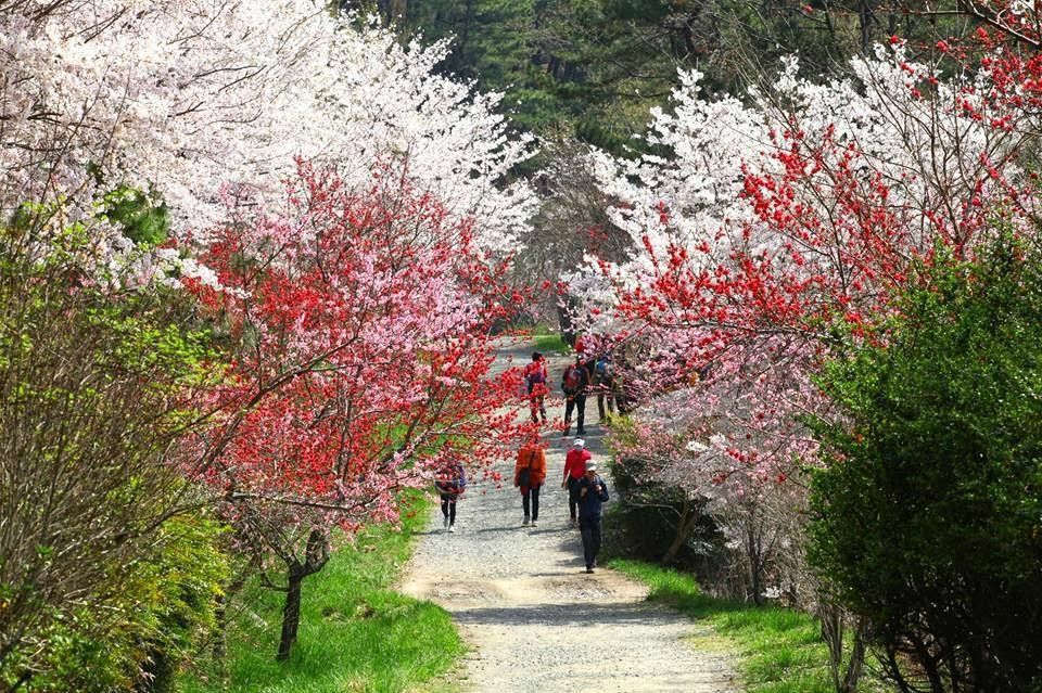 Jinhae Dream Park-昌原市必去景点
