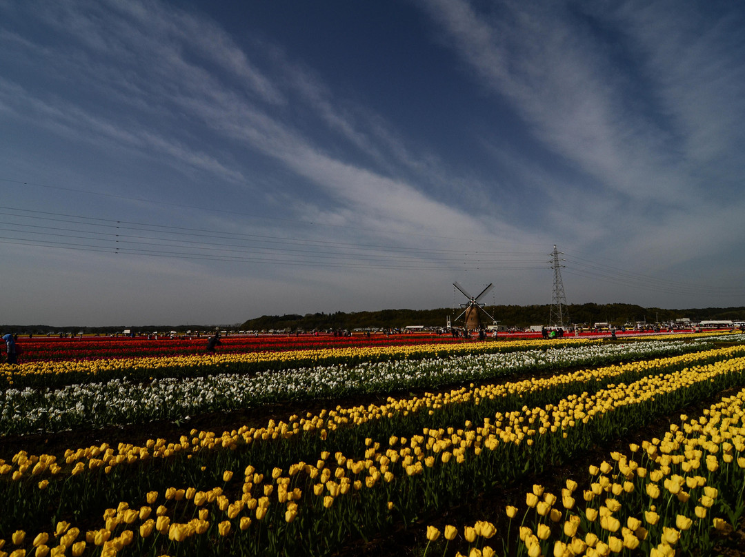 Sakura Tulip Festa-佐仓市必去景点