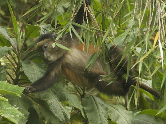 Intore Expeditions & Business Tours-吉佳利必去景点