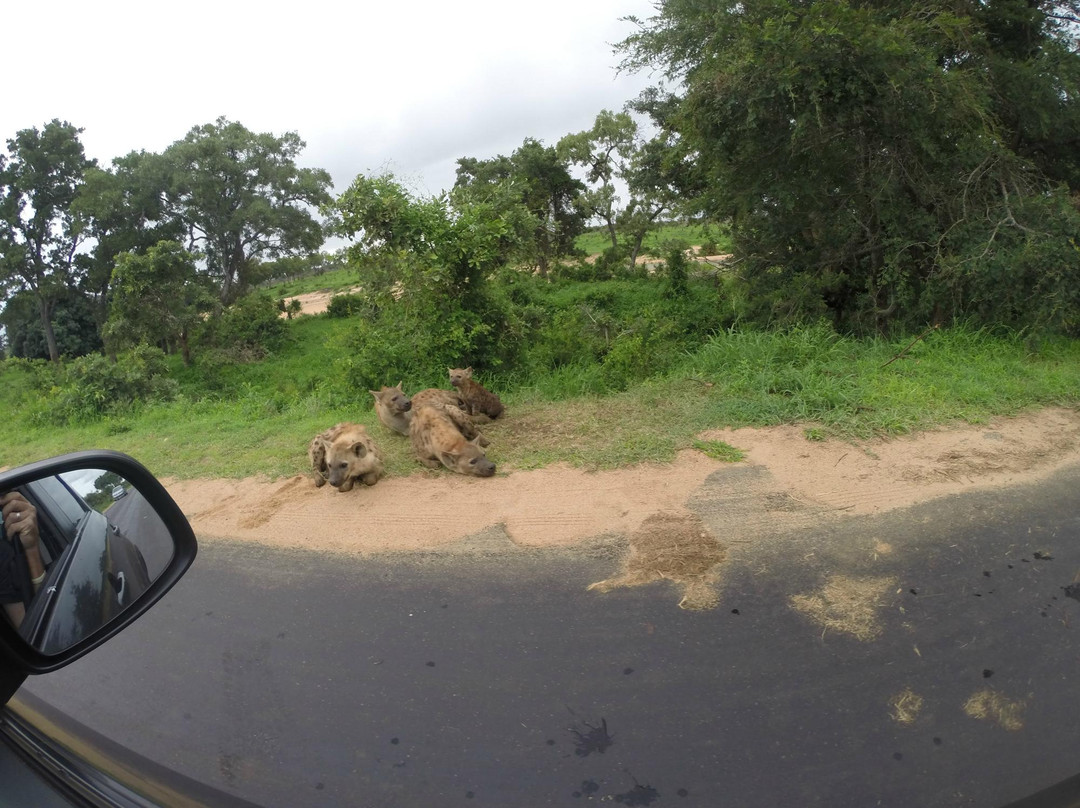 Kruger National Park-尼斯普鲁特必去景点