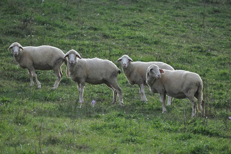 RentaBike Miselerland - Remich-Remich必去景点