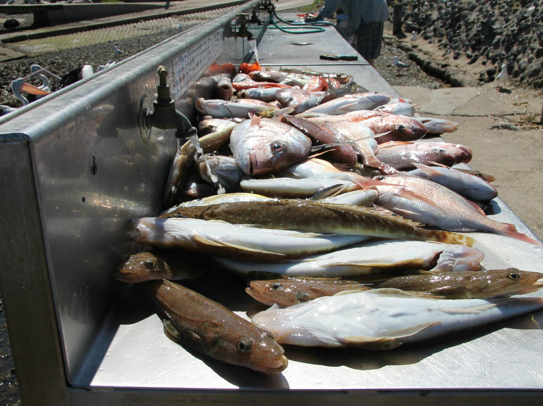 Narooma Fishing Charters景点图片