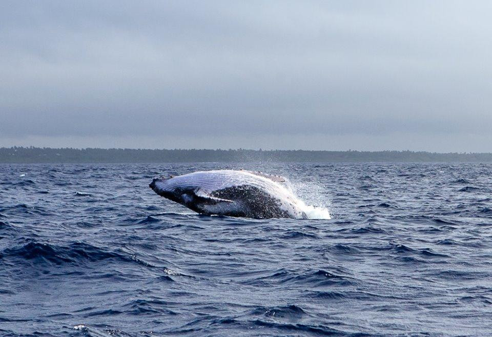 The Deep Resort主图