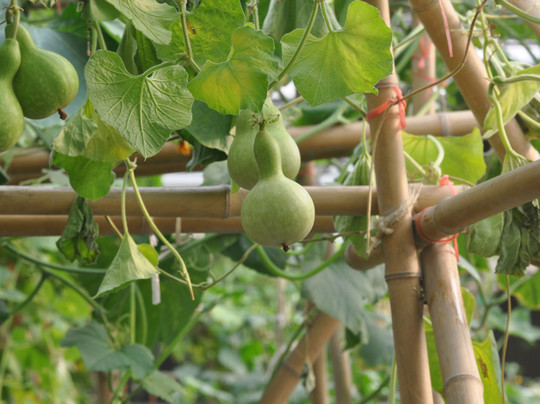 北京世界花卉大观园-北京市必去景点