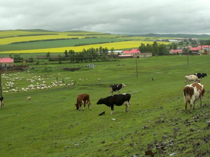 呼伦贝尔大草原-呼伦贝尔市必去景点