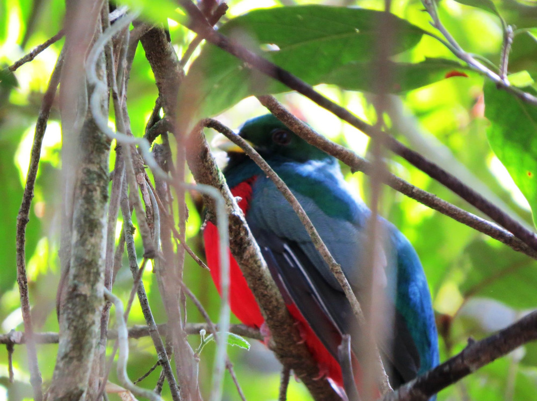 Forest Guided Tours-克尼斯纳必去景点