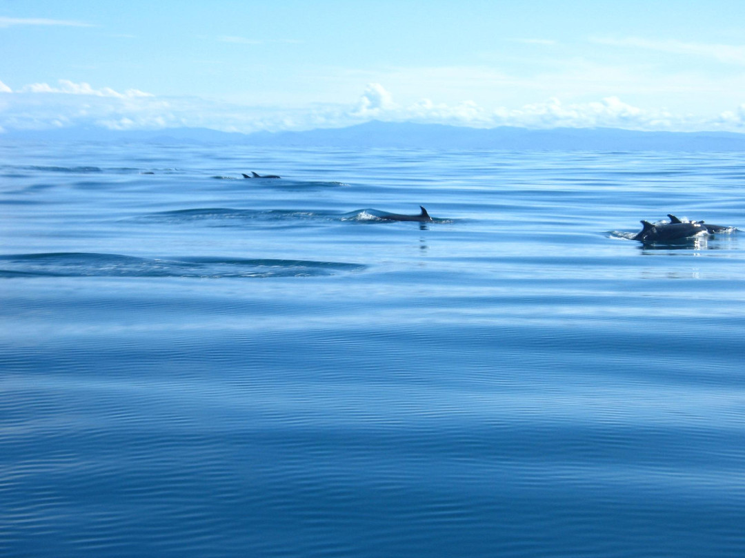 Nuquimar Hotel Whale Watching景点图片