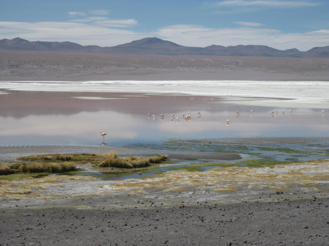 Laguna Colorada-波托西城必去景点