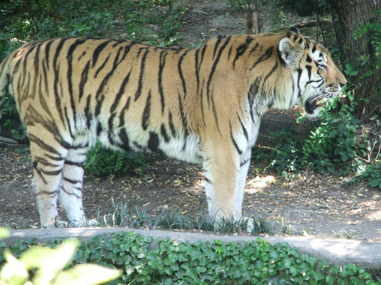 天王寺动物园-大阪市必去景点