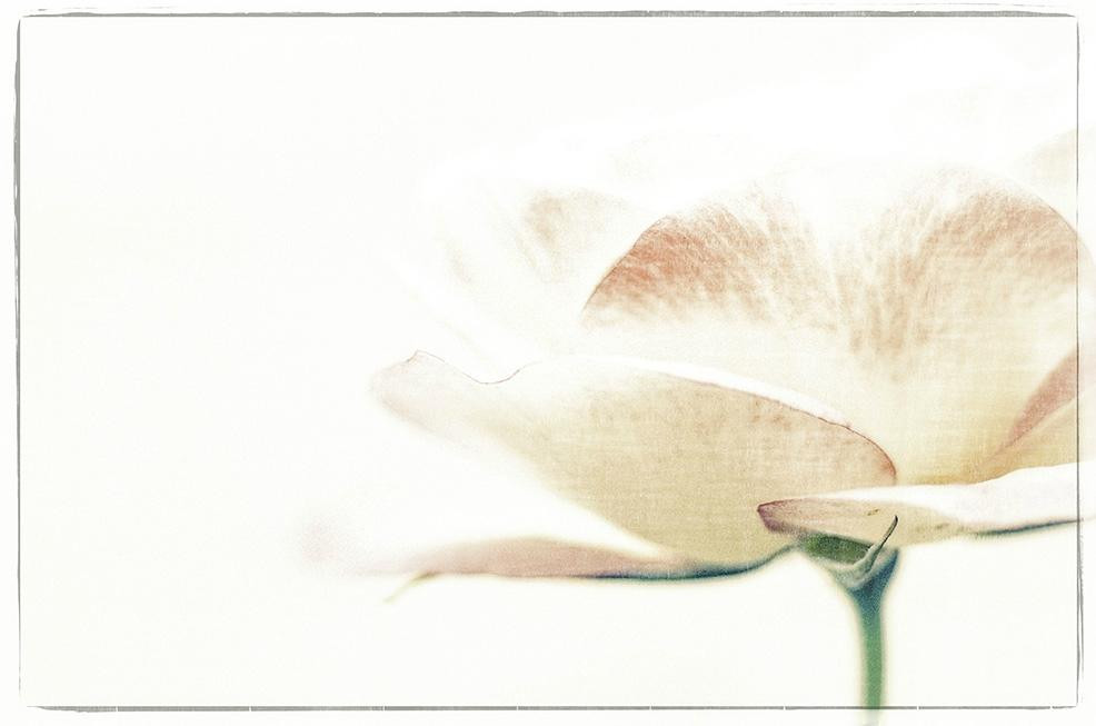 Greenland Garden Centre-舍伍德公园必去景点