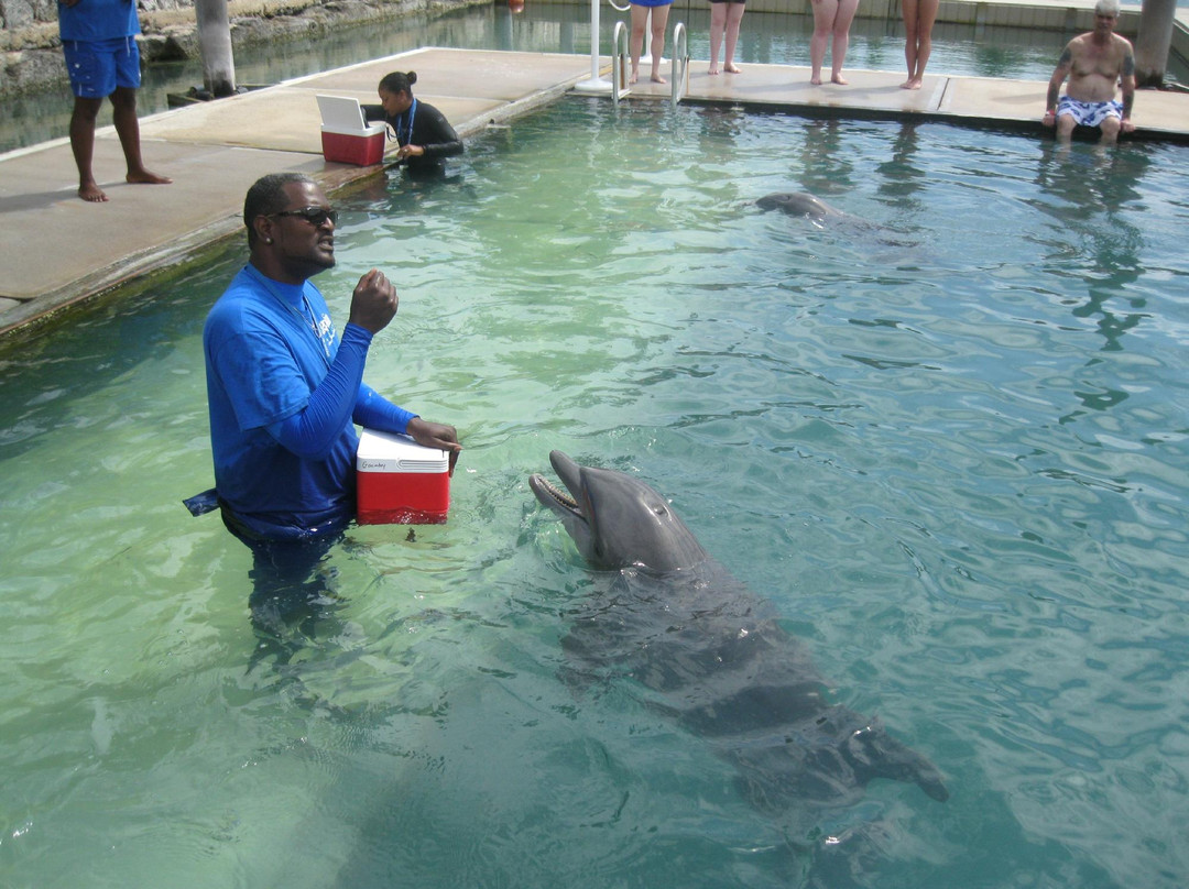 The Dolphin Experience-弗里波特必去景点