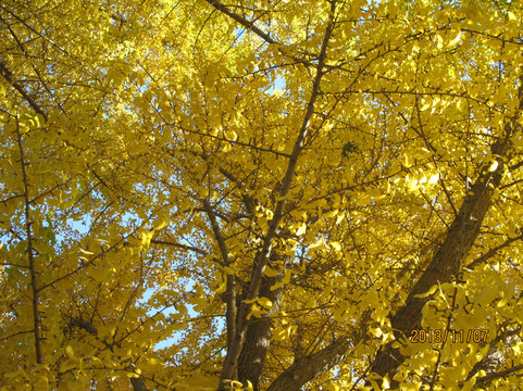 钓鱼台银杏大道-北京市必去景点