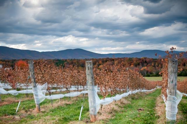 Stinson Vineyards-Crozet必去景点