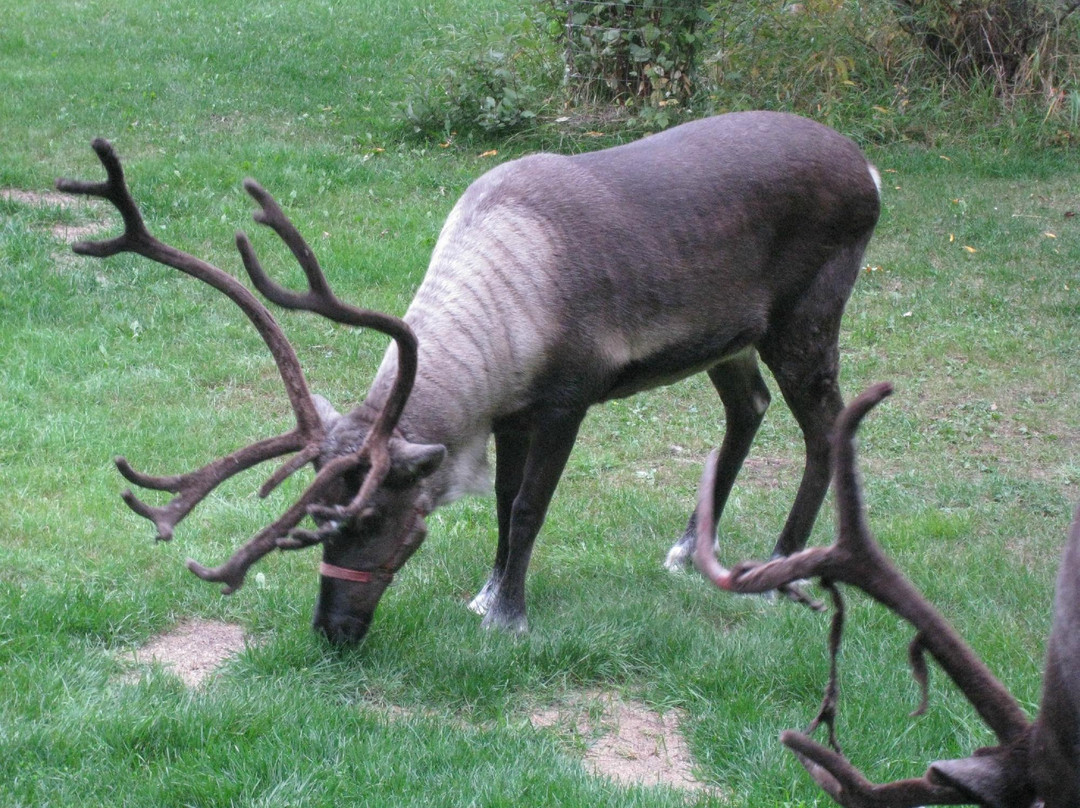 驯鹿牧场-null必去景点