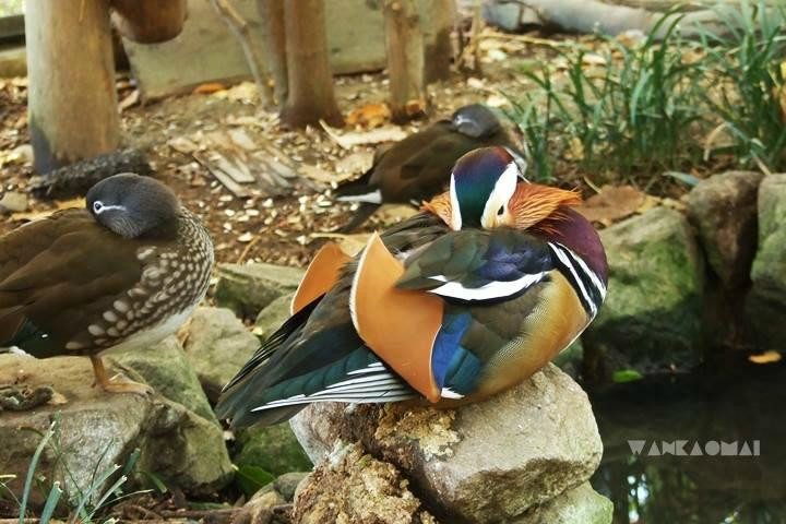 Nagano City Joyama Zoo-长野县必去景点