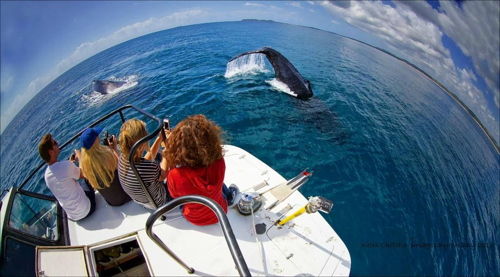 Blue Bay Whale Watching景点图片