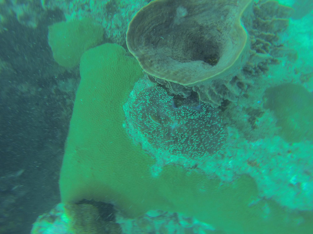 Phi Phi Sea Frog Diving-大皮皮岛必去景点