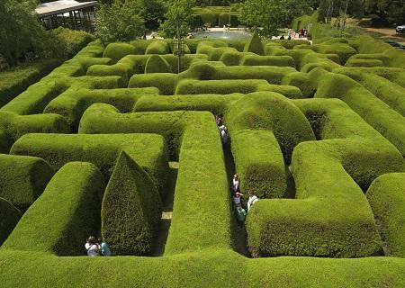 Ashcombe Maze & Lavender Garden景点图片