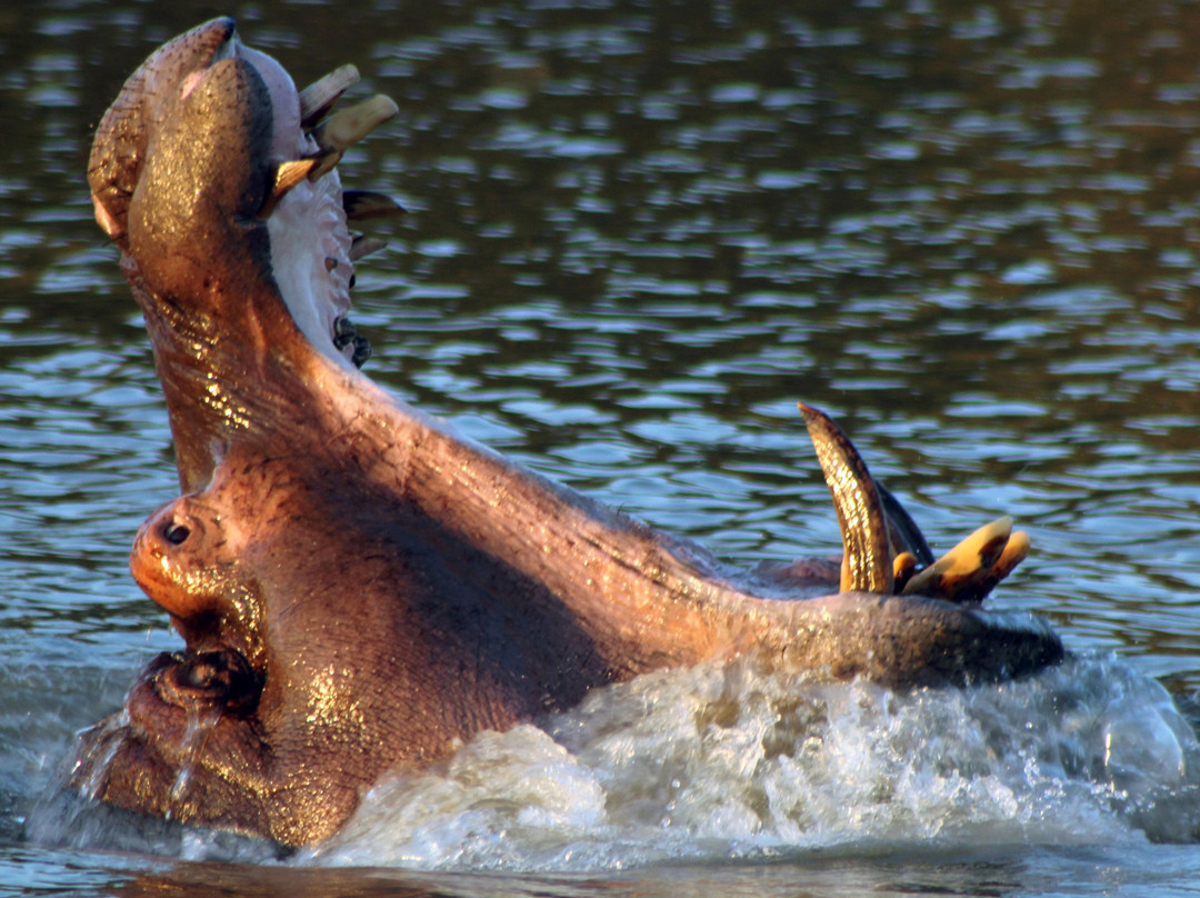 Shoreline Hippo and Croc Cruises-圣露西亚必去景点