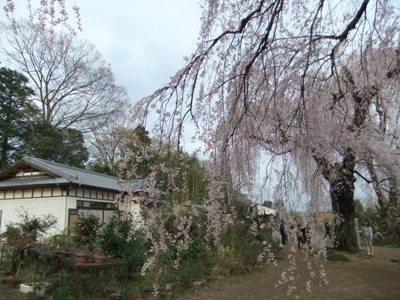 Fujuzawano Okakuzakura景点图片