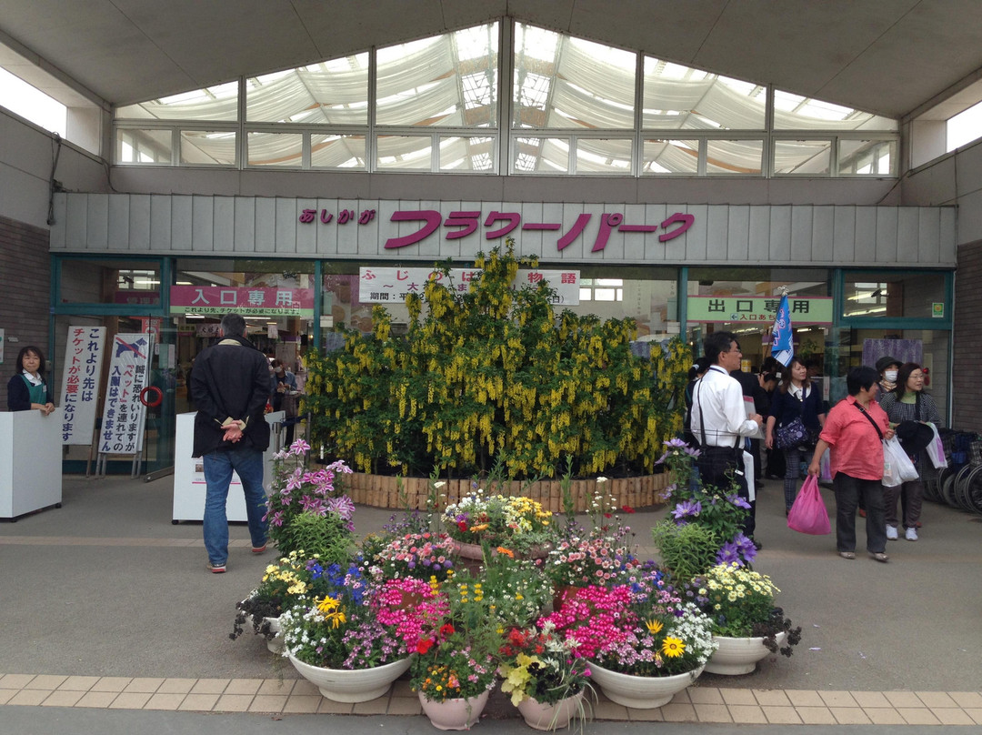 Ashikaga Flower Park-足利市必去景点