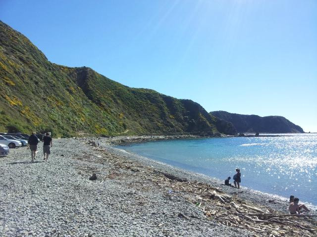 Makara Beach-惠灵顿必去景点