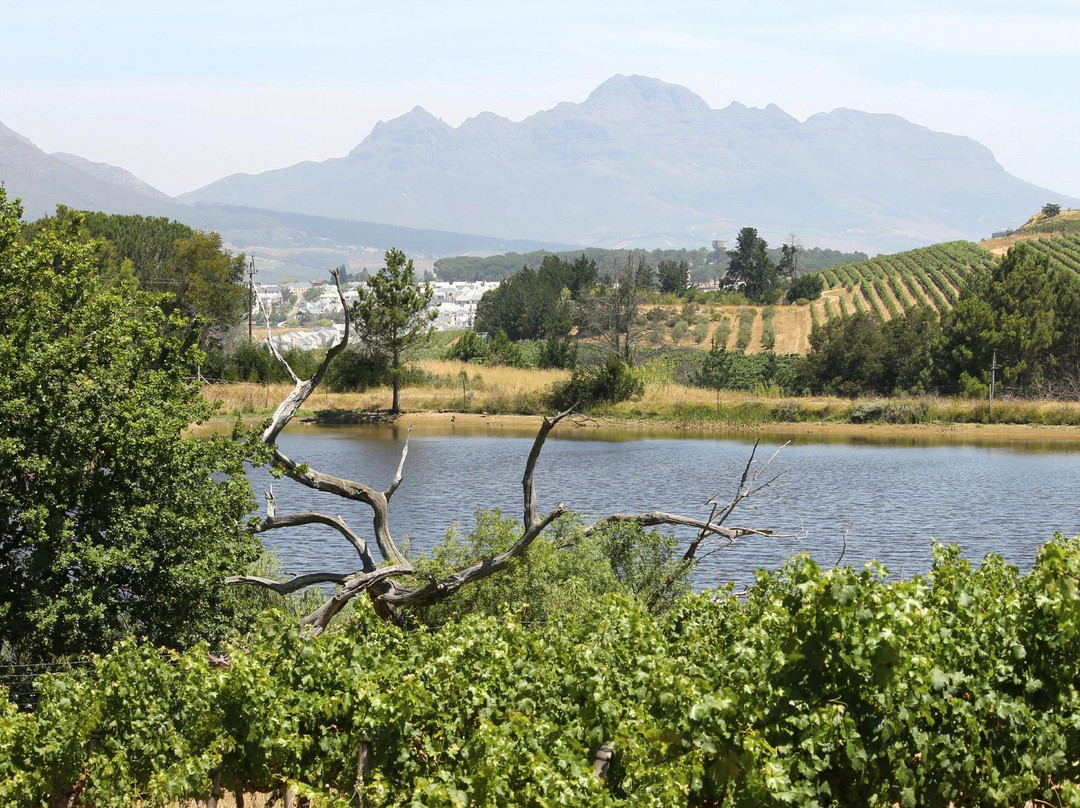 Remhoogte Wine Estate-斯泰伦博斯必去景点