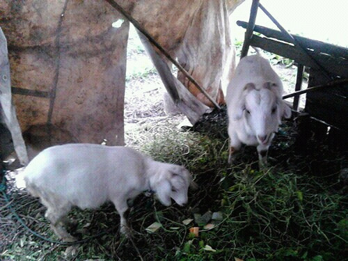 崇明东平林场公园-崇明县必去景点