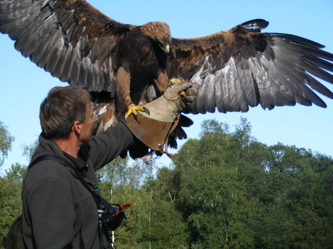 Forest Falconry景点图片