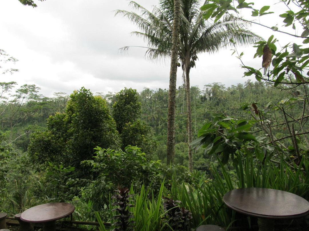 Luwak Civet Coffee Farm-金塔马尼必去景点