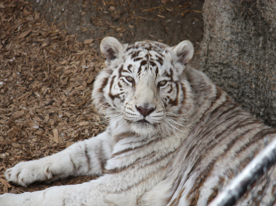 Wild Animal Sanctuary-Keenesburg必去景点