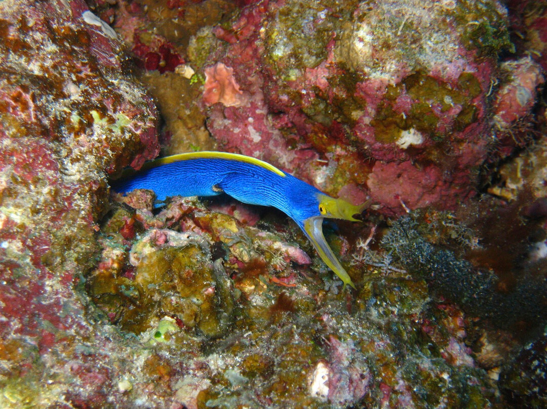 Taveuni Dive