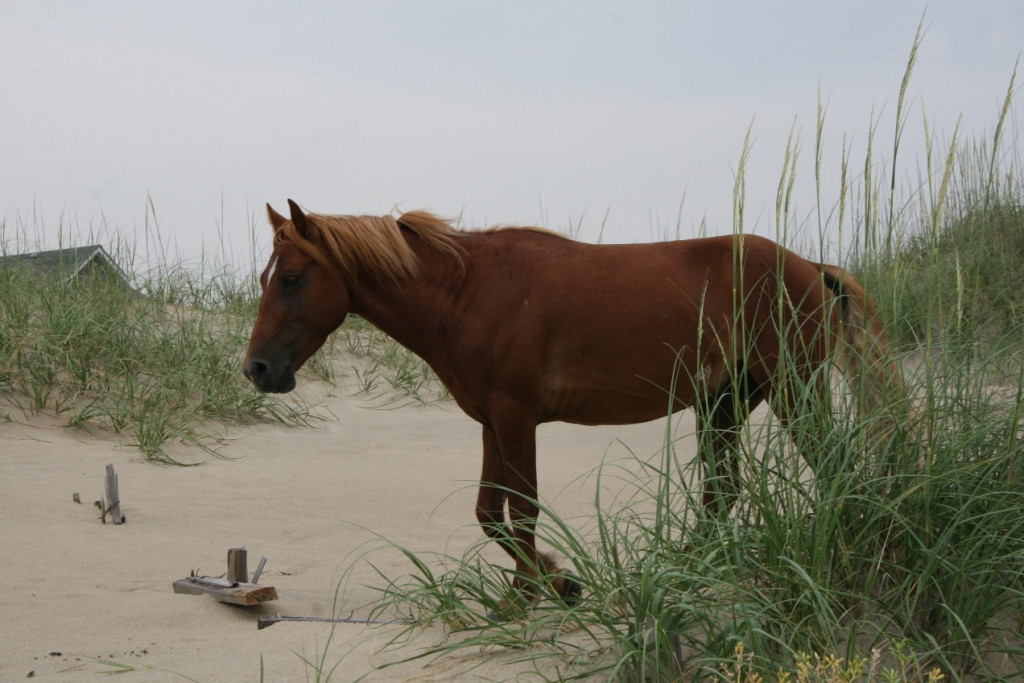 Carova Beach-Carova必去景点