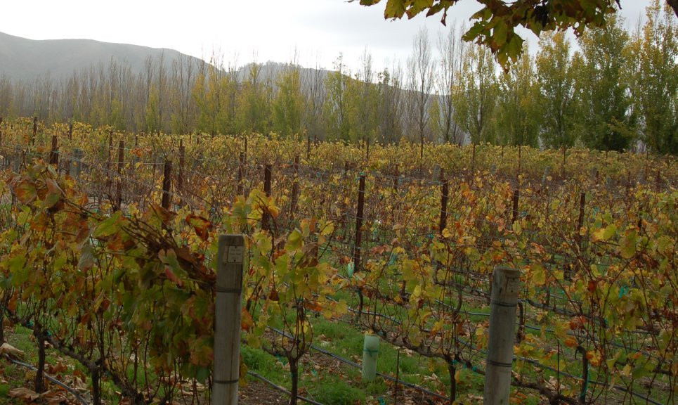 Melville Winery-隆波克必去景点