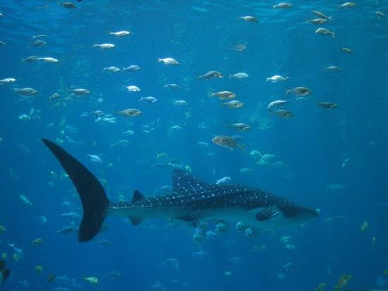 乔治亚水族馆-亚特兰大必去景点