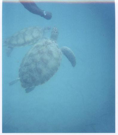 El Tigre Catamaran Sailing Cruises-布里奇顿必去景点