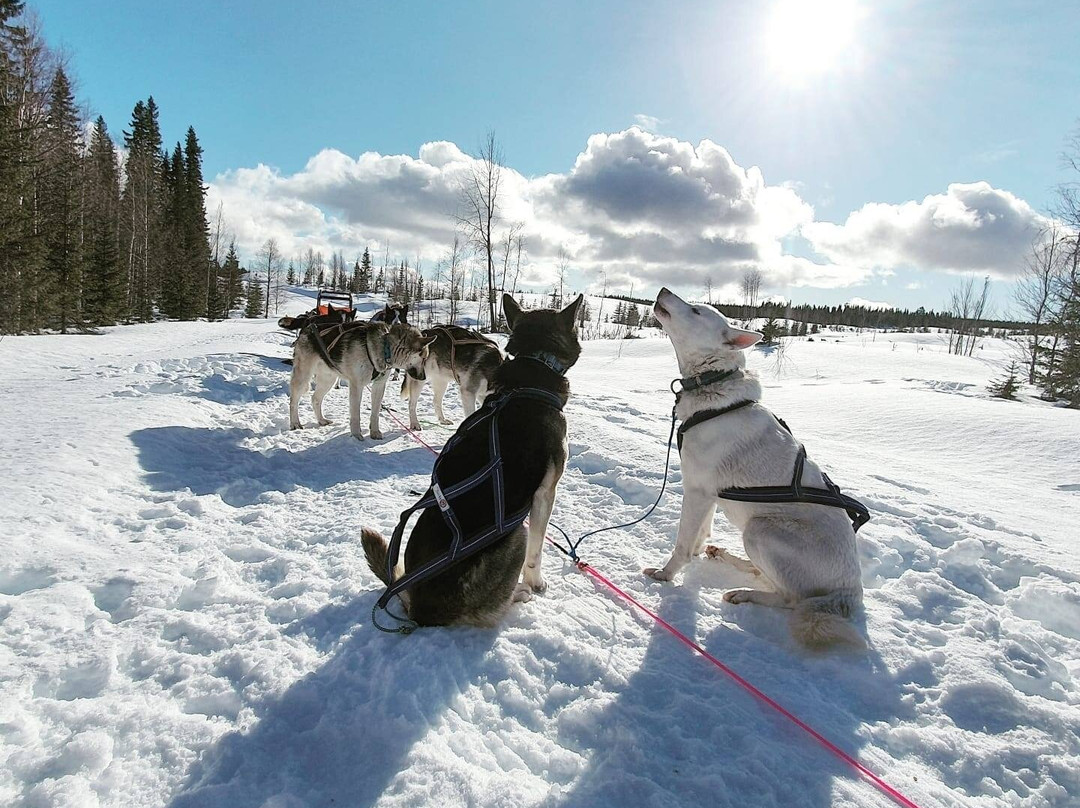Oatfield Huskies景点图片