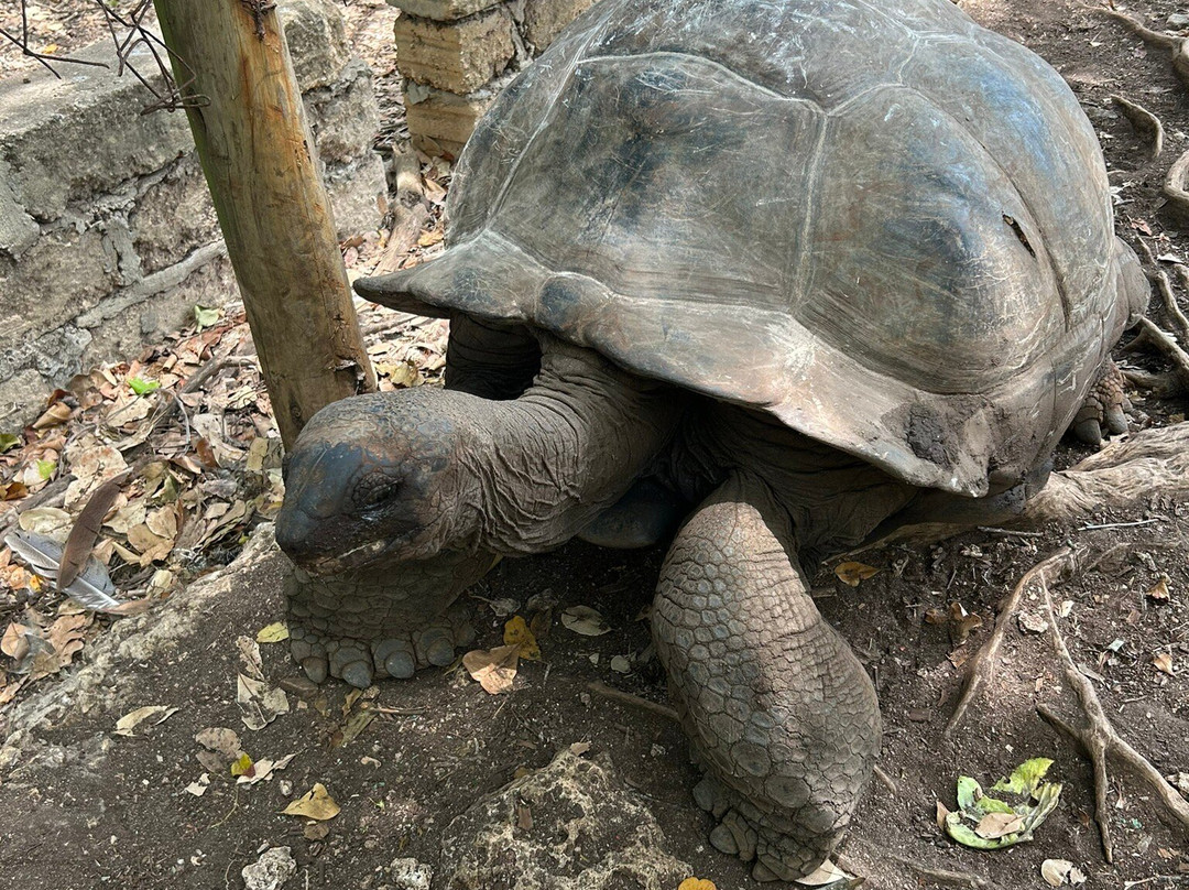 Wise Tour Guide-石头城必去景点
