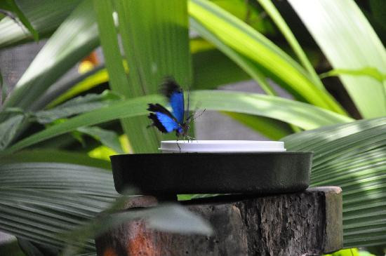 Australian Butterfly Sanctuary景点图片