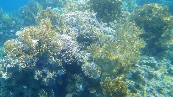 Neptune Submarine Boat-亚喀巴必去景点