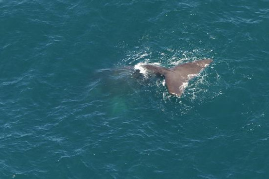Wings Over Whales-Kaikoura必去景点