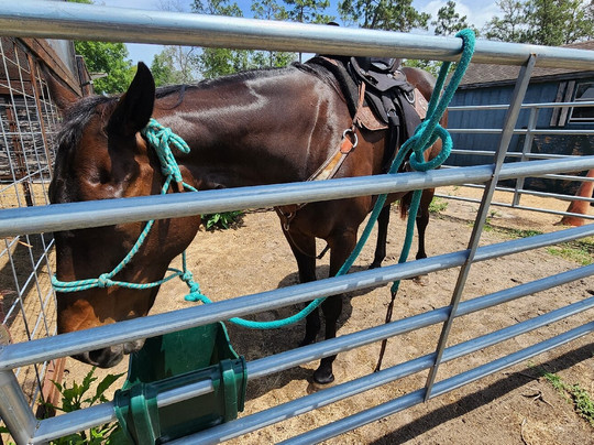 Mustang Moon Equine Solutions-奥卡拉必去景点