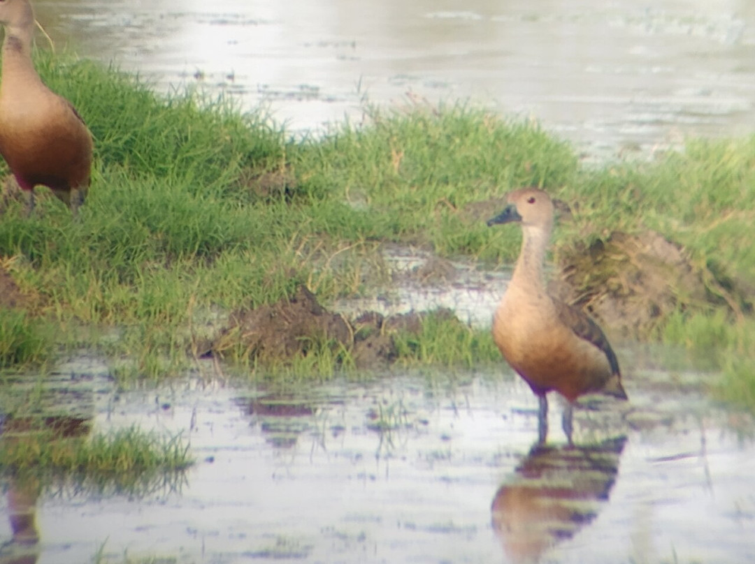 Bharatpur Bird Sanctuary景点图片